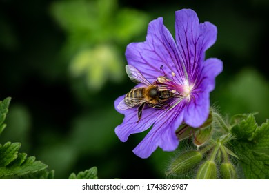 A close up of a bee on a flower, with a shallow depth of field