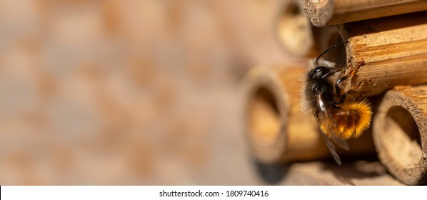 Close Up Of A Bee On Insect Hotel