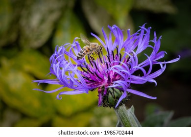 close up of a bee on a purple cornflower. Beautiful purple color and details of the flower. The bee on focus is flying towards the flower. Blurred dark background
