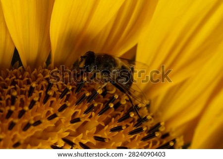 Close up of bee on a sunflower