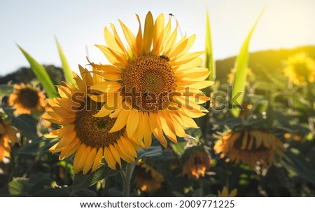 Close up of a Bee on a sunflower in the field