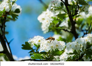 close up of bee on the white flowers - Shutterstock ID 1822669022