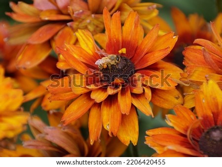 Close up of a bee pollinating a Cherokee Sunset Rudbeckia flower