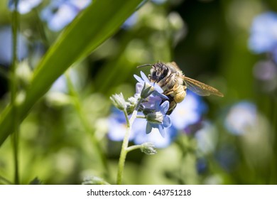 Close up of a bee pollinating a flower.