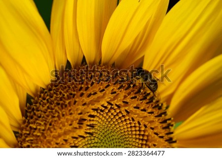 Close up of a bee pollinating a sunflower