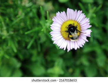 Close Up Of A Bee Resting On A Beach Aster Flower, Derbyshire England 
