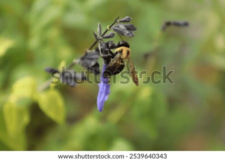 A close up of a Bee. Took me chasing the bee around for 15+ minutes to get this!