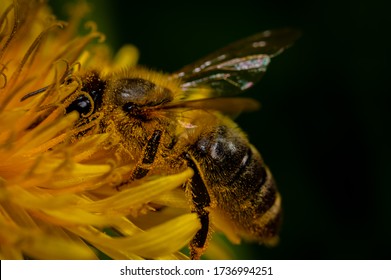 Close Up Of A Bee In A Yellow Flower (Anthophila)