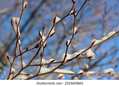 Close up of beech tree buds covered in snow with a background of bright blue sky