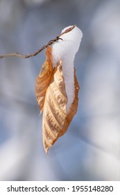 Close Up Beech Tree Leaves Covered In Snow Hanging On Small Branch. Winter Plant Scene. European Forest. Natural Macro Solitude Scene.  