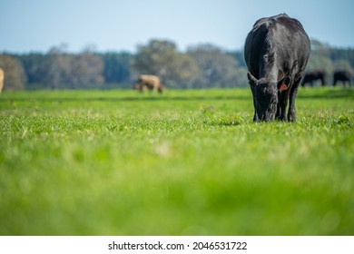 Close Up Of Beef Cows And Calfs Grazing On Grass In Australia, On A Farming Ranch. Cattle Eating Hay And Silage. Breeds Include Speckled Park, Murray Grey, Angus, Brangus, Hereford, Wagyu, Dairy Cows.