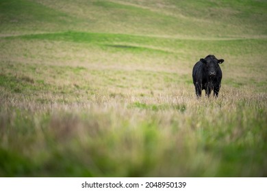 Close Up Of Beef Cows And Calfs Grazing On Grass In Australia, On A Farming Ranch. Cattle Eating Hay And Silage. Breeds Include Speckled Park, Murray Grey, Angus, Brangus, Hereford, Wagyu, Dairy Cows.