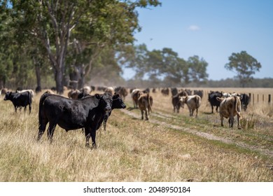 Close up of beef cows and calfs grazing on grass in Australia, on a farming ranch. Cattle eating hay and silage. breeds include speckled park, Murray grey, angus, Brangus, hereford, wagyu, dairy cows.