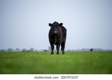 Close Up Of Beef Cows, Calves And Cattle Grazing On Grass And Pasture In Australia, On A Farming Ranch. Breeds Include Speckled Park, Murray Grey, Angus, Brangus, Hereford, Wagyu, Dairy Cows.