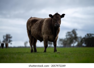 Close up of beef cows, calves and cattle grazing on grass and pasture in Australia, on a farming ranch. breeds include speckled park, Murray grey, angus, Brangus, hereford, wagyu, dairy cows.