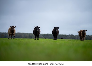 Close Up Of Beef Cows, Calves And Cattle Grazing On Grass And Pasture In Australia, On A Farming Ranch. Breeds Include Speckled Park, Murray Grey, Angus, Brangus, Hereford, Wagyu, Dairy Cows.