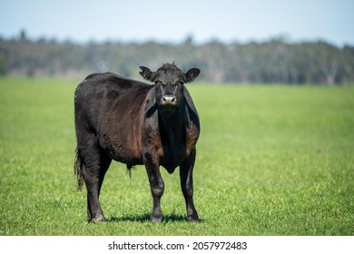 Close Up Of Beef Cows, Calves And Cattle Grazing On Grass And Pasture In Australia, On A Farming Ranch. Breeds Include Speckled Park, Murray Grey, Angus, Brangus, Hereford, Wagyu, Dairy Cows.