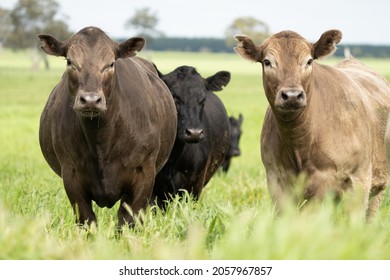 Close up of beef cows and calves grazing on grass in Australia, on a farming ranch. Cattle eating hay and silage. breeds include speckled park, Murray grey, angus, Brangus, hereford, wagyu, dairy cows