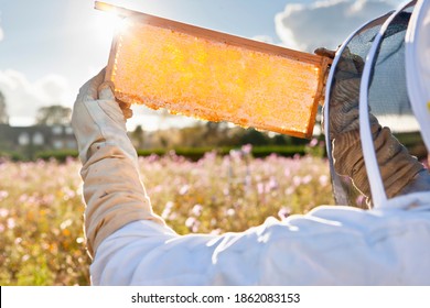 Close up of a beekeeper holding the beehive frame filled with honey against the sunlight in the field full of flowers - Powered by Shutterstock