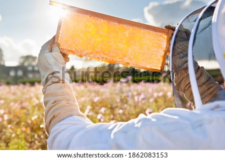 Similar – Image, Stock Photo Beekeeper with gloves and veil controls his beehive and searches for queen cells