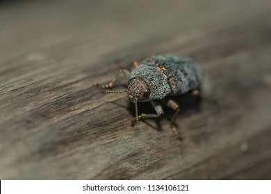 a  close up of a beelte