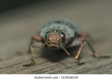 a  close up of a beelte