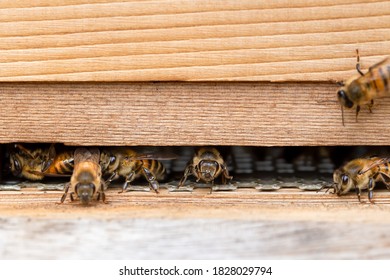 Close Up Of Bees, Apis Mellifera, On A Wooden Beehive In A UK Garden