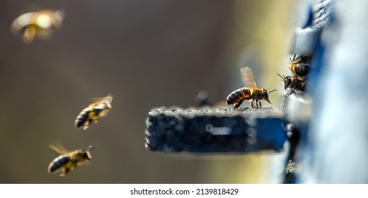 Close bees getting inside the small hole of beehive - Powered by Shutterstock