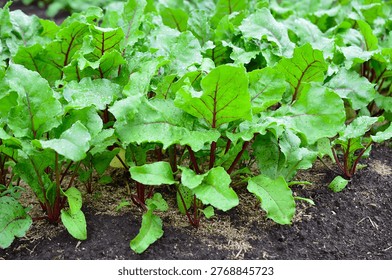 a close up of beetroot field front view copy space