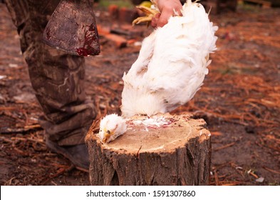 Close - Up Of The Beginning Of Cutting Slaughter Chicken With Dark Feathers