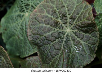 Begonia の画像 写真素材 ベクター画像 Shutterstock