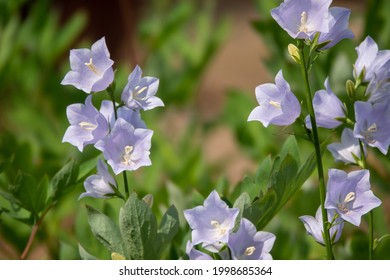 Close Up Of Bellflower With Nice Light And Deep Depth Of Field