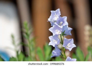 Close Up Of Bellflower With Nice Light And Deep Depth Of Field