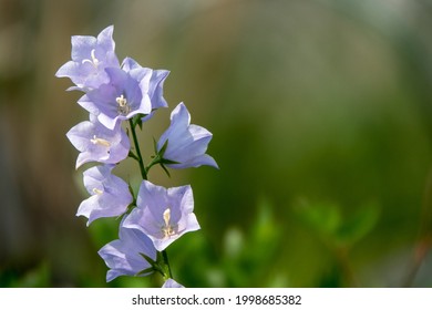 Close Up Of Bellflower With Nice Light And Deep Depth Of Field