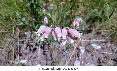 Close up of bell-shaped upside down Silene Vulgaris flowers or Bladder Champion with dotted petals 