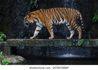 Close up bengal tiger is beautiful animal and dangerous in forest - Powered by Shutterstock