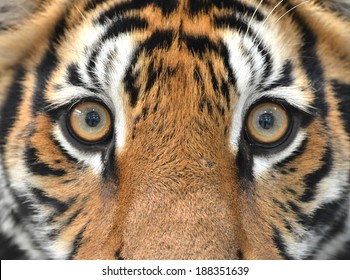 close up of bengal tiger eyes