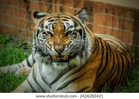 Close up Bengal Tiger at Lembang park and zoo