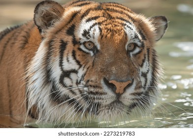 Close up Bengal tiger swimming in pool. Beautiful eyes as adult tiger stares just off camera. This tiger is looking very intense