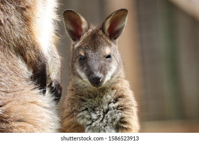 Close Up Of A Bennetts Wallaby Joey (Macropus Rufogriseus)