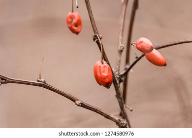 Close Up berries