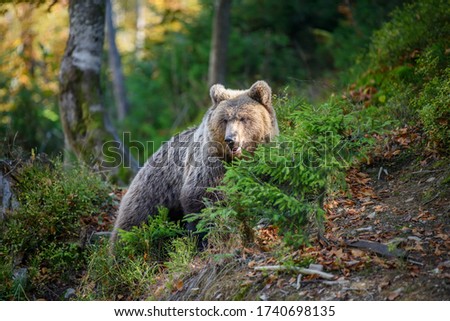 Similar – Brown Bear