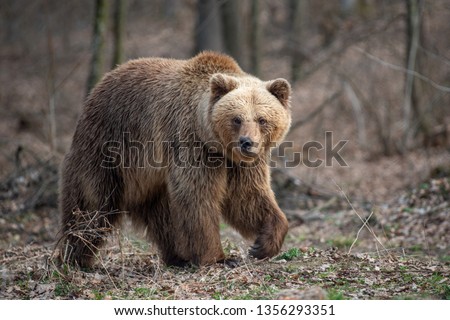 Close up big brown bear in spring forest