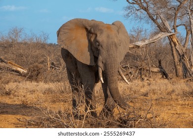 Close up of a big bull elephant with tusks and ears covered in red soil walking towards the camera in South Africa - Powered by Shutterstock