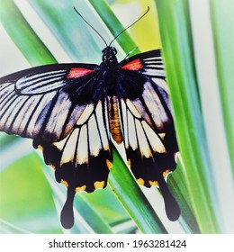 Close Up Of A Big Butterfly On A Yuca Plant