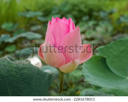 Close up big button of single, pink lotus, water lily, pastel sweet color floating in the pond, green leave background, meditation, peaceful, relax, zen 