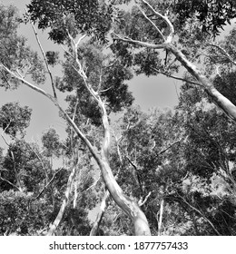 Close Up Of Big Eucalyptus Tree Tops Monochrome