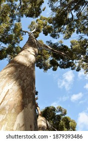 Close Up Of Big Eucalyptus Tree Tops