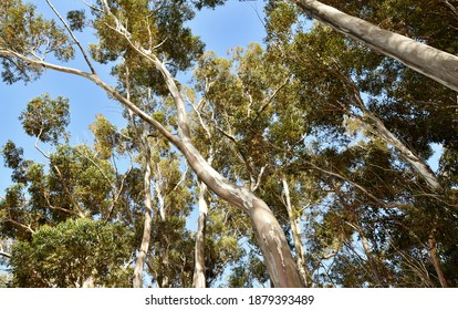 Close Up Of Big Eucalyptus Tree Tops