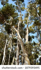 Close Up Of Big Eucalyptus Tree Tops